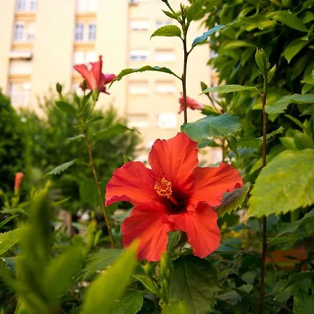 Esencias Y Sensaciones En Alicante! - Playa Y Golf Apartment
